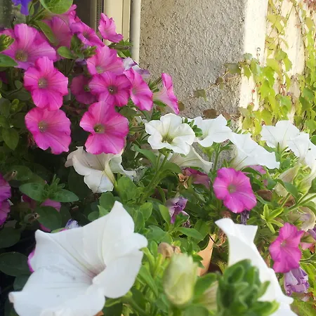 Lantgård Terre Di Casalia Casina